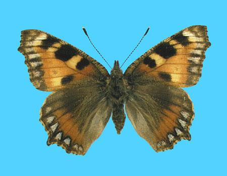 Aglias urticae 6-15-1990 Munden, Herts Co., UK (Internet Image property of respective owner, non-commercial use only)
